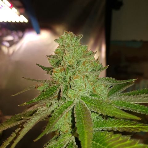 Velvet Moon #1 growlog timeline photo
