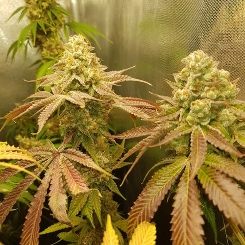 Velvet Moon #1 growlog timeline photo
