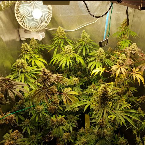 Velvet Moon #1 growlog timeline photo
