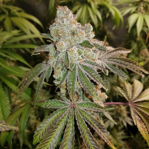 Velvet Moon #1 growlog timeline photo