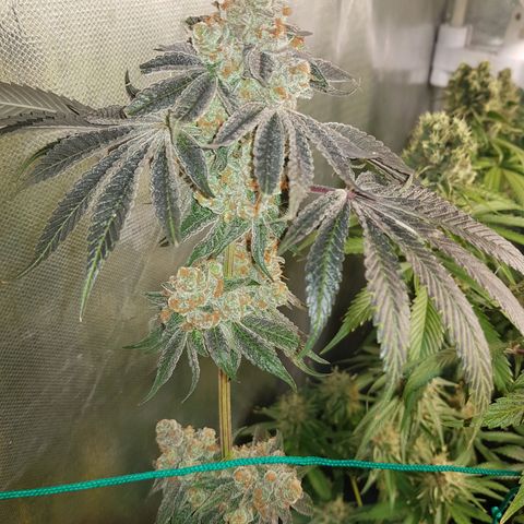 Velvet Moon #1 growlog timeline photo