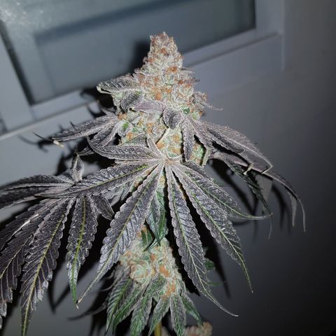 Velvet Moon #1 growlog timeline photo
