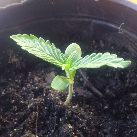 1 growlog photo: Estan saliendo otro par de hojas
Este dia la dejamos sin agua en recipiente