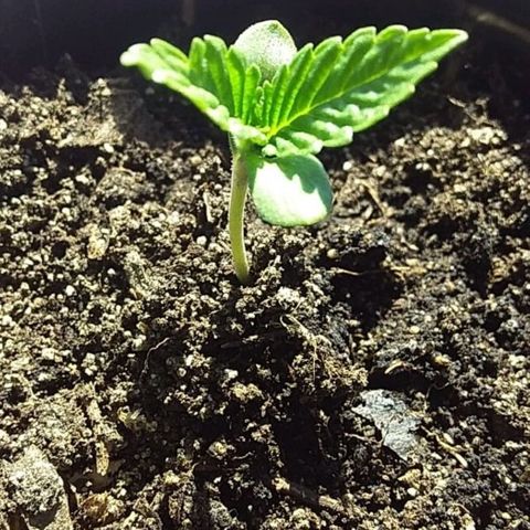 1 growlog timeline photo