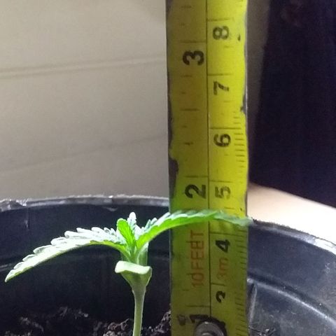 1 growlog photo: El sol sale tipo 8.30
Estos dias han estado nublados poco sol, la dejo sin agua en el tacho