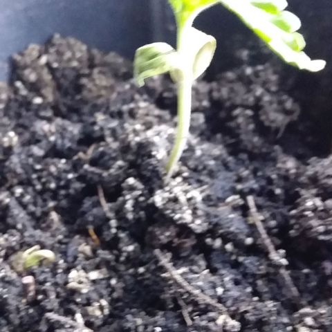 1 growlog photo: Sus prineras hojas hoy estan caidas  
Y mancha marron sobre hojas grandes 