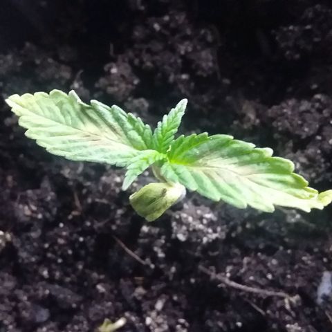 1 growlog timeline photo