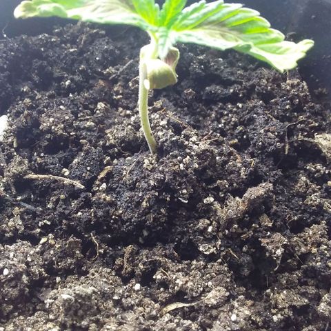 1 growlog photo: Toma sol desde 8.39 am