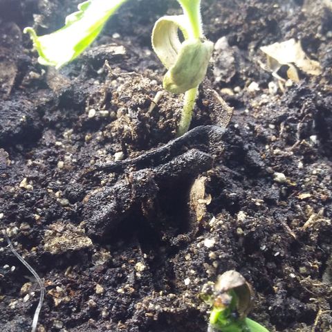 1 growlog photo: 4.30 pm puse mas tierra al tallo y agregue agua desde arriba