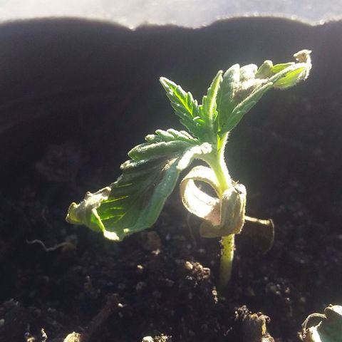 1 growlog photo: 6.10 pm sol directo desde el este desde las 4 de la tarde. De 8 a 12 sol direcro luego sombra y 4 pm sol directo desde el este.
Se sco el tacho de agua
Riego a priner hora 
