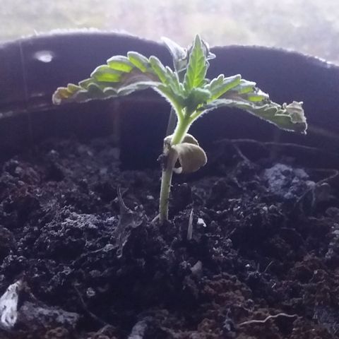 1 growlog timeline photo