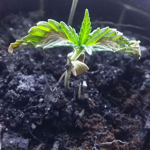 1 growlog photo: 8.00 am comienza la claridas.
Riego de gotas de agua tibia fria
Clima fresco
Esparci minima ceniza sobre tierra