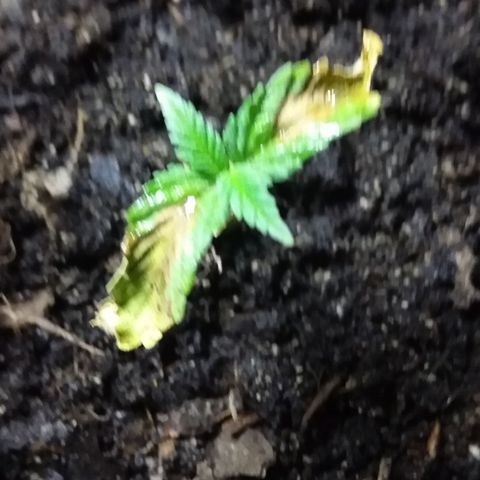 1 growlog photo: Luz lampara 8 am
Luz solar  10 am
Ciclo luz dia anterior.  16 hs 8 am a 12 am 
Solar hasta 8 pm y luego lampara
Riego x la mañana con agua de banano 