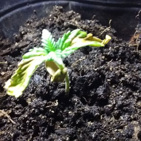 1 growlog photo: Luz lampara 8 am
Luz solar  10 am
Ciclo luz dia anterior.  16 hs 8 am a 12 am 
Solar hasta 8 pm y luego lampara
Riego x la mañana con agua de banano 