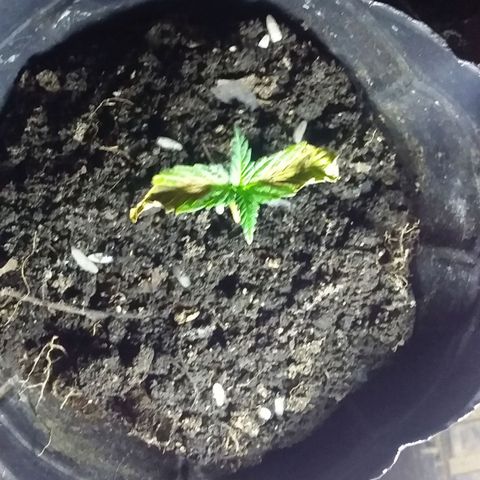 1 growlog timeline photo