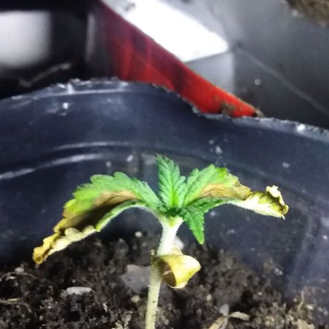1 growlog photo: 8 am.


Ciclo luz lampara 8 am
Rosiado de agua de banana