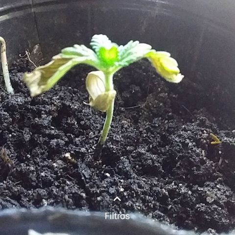 1 growlog photo: Las hojitas levantaron 