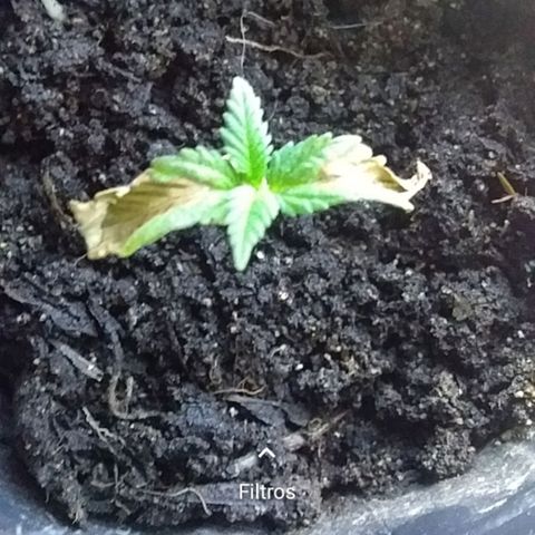 1 growlog photo: Las hojitas levantaron 