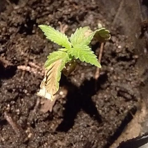 1 growlog photo: Jueves 31 y viernes 01 viajamos quedaron  expuestas a horario y luz natural

Sus tallos se alargaron mucho