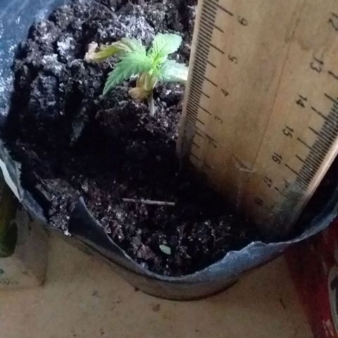 1 growlog photo: Sigue igual