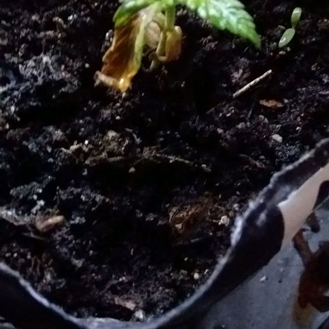 1 growlog timeline photo