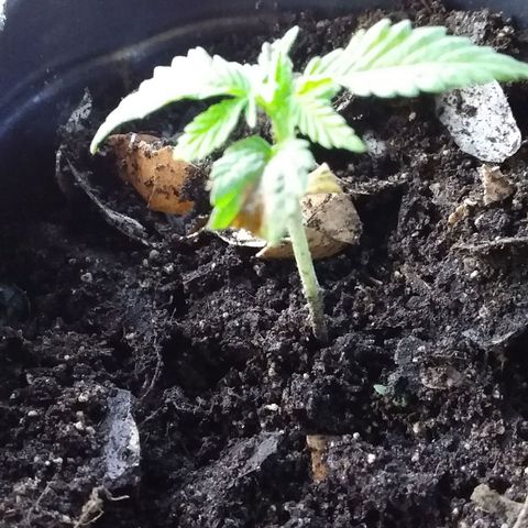 1 growlog timeline photo
