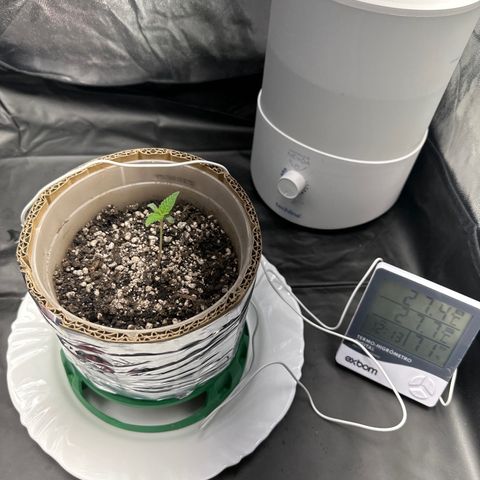 Cotton Candy  growlog photo: 1 dia de sol natural 