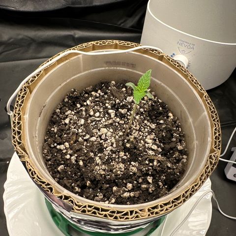 Cotton Candy  growlog photo: 1 dia de sol natural 
