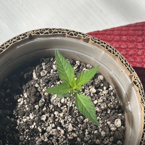 Cotton Candy  growlog photo: Está no sol das 10:00 as 13:00 
Vamos ver se dá alguma diferença 