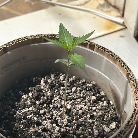 Cotton Candy  growlog photo: Está no sol das 10:00 as 13:00 
Vamos ver se dá alguma diferença 
