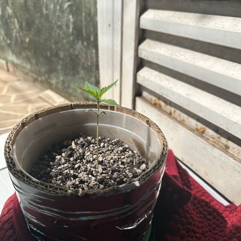 Cotton Candy  growlog photo: Está no sol das 10:00 as 13:00 
Vamos ver se dá alguma diferença 