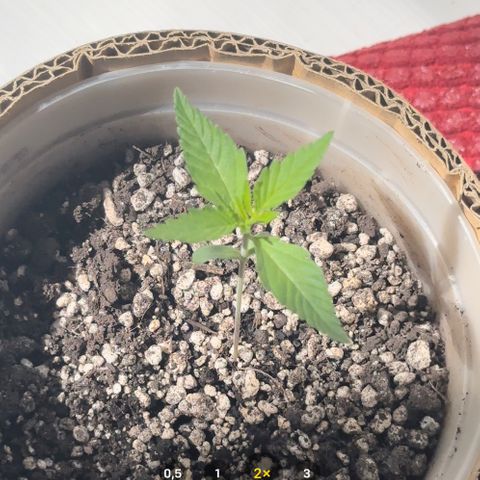 Cotton Candy  growlog photo: Está no sol das 10:00 as 13:00 
Vamos ver se dá alguma diferença 