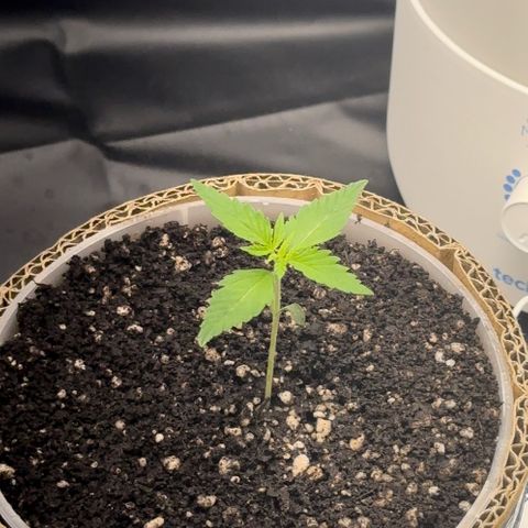 Cotton Candy  growlog timeline photo