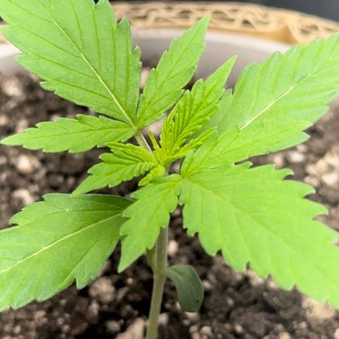 Cotton Candy  growlog photo: Mas um dia de
Vida da cebolinha 