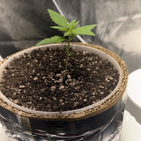 Cotton Candy  growlog photo: Mas um dia de
Vida da cebolinha 