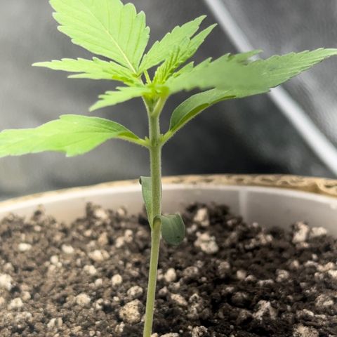 Cotton Candy  growlog photo: Mas um dia de
Vida da cebolinha 