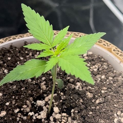 Cotton Candy  growlog photo: Mas um dia de
Vida da cebolinha 