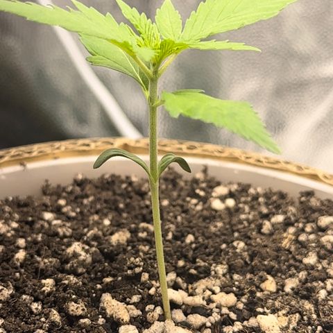 Cotton Candy  growlog photo: Mas um dia de
Vida da cebolinha 
