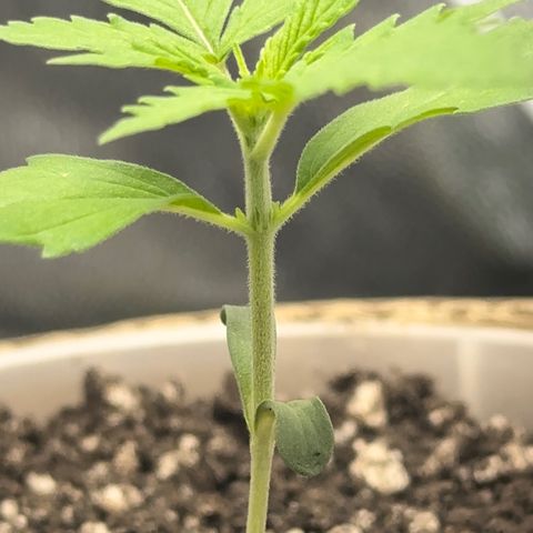 Cotton Candy  growlog photo: Mas um dia de
Vida da cebolinha 