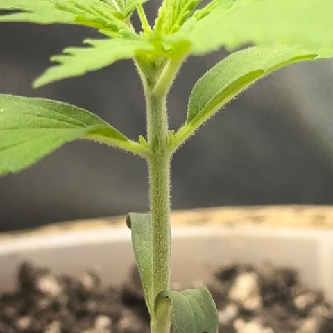 Cotton Candy  growlog photo: Mas um dia de
Vida da cebolinha 