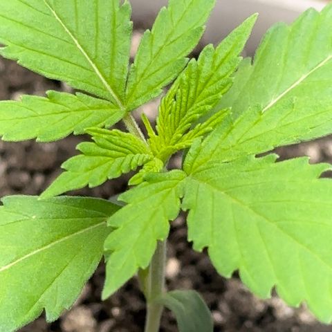 Cotton Candy  growlog photo: Mas um dia de
Vida da cebolinha 