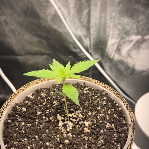 Cotton Candy  growlog photo: Mas um dia de
Vida da cebolinha 
