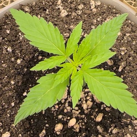 Cotton Candy  growlog photo: Mas uma foto…. As 01:30
Vamos ver se vai desenvolver até amanhã 