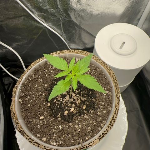 Cotton Candy  growlog photo: Mas uma foto…. As 01:30
Vamos ver se vai desenvolver até amanhã 