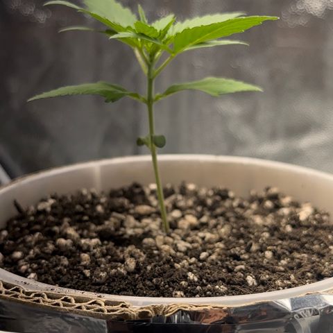 Cotton Candy  growlog photo: O dia todo sem tirar do Grow 