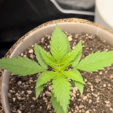 Cotton Candy  growlog photo: O dia todo sem tirar do Grow 