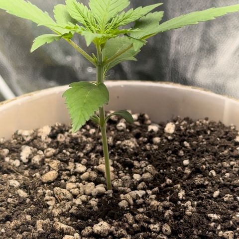 Cotton Candy  growlog photo: O dia todo sem tirar do Grow 
