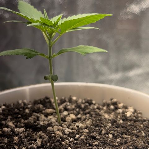Cotton Candy  growlog photo: O dia todo sem tirar do Grow 