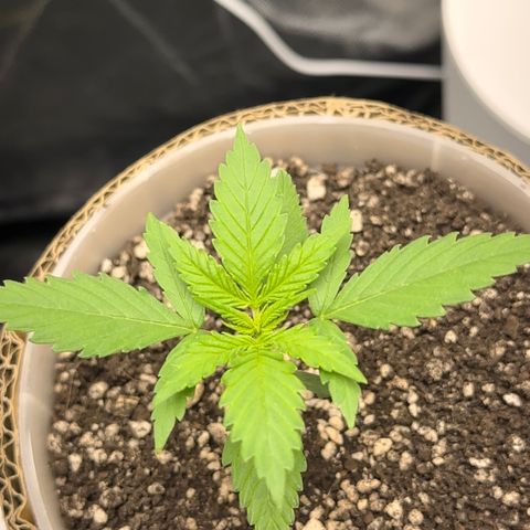 Cotton Candy  growlog photo: O dia todo sem tirar do Grow 