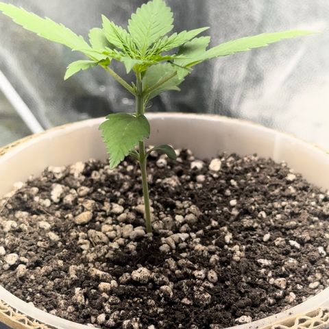 Cotton Candy  growlog photo: O dia todo sem tirar do Grow 